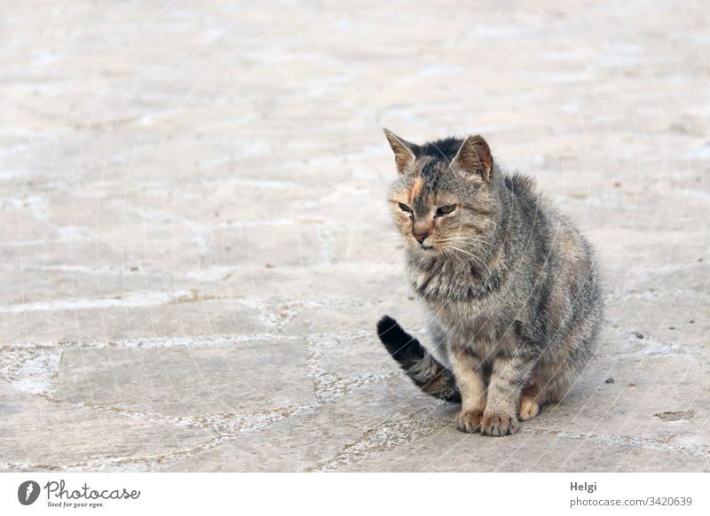 Street cat sitting relaxed on a stone path Cat Animal Exterior shot Prowl Free-living 1 Deserted Animal portrait Colour photo Looking Observe Sit