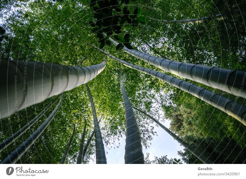 forest with tall bamboo and green leaves Caucasus Georgia autumn background blue branch bright climate clouds color crown day fresh jounary landscape light