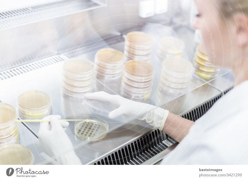 Female scientist working with laminar flow at corona virus vaccine development laboratory research facility. science biotechnology COVID-19 cvid pharmacy