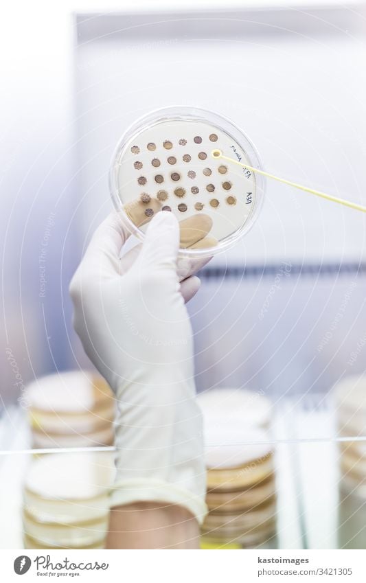 Female scientist working with laminar flow at corona virus vaccine development laboratory research facility. science biotechnology COVID-19 cvid pharmacy