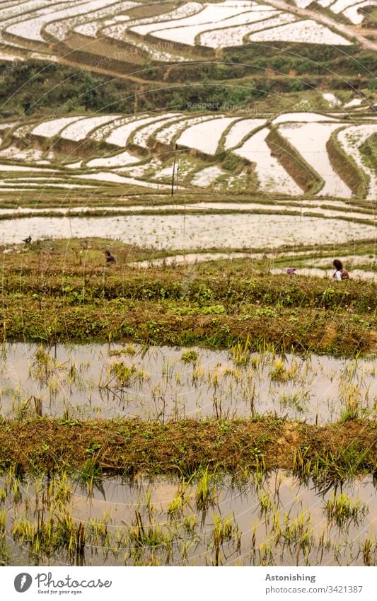 Rice terraces with water, Sapa, Vietnam rice terrace Rice Terraces Asia sapa sa pa Vacation & Travel Exterior shot Nature Landscape Mountain Day Colour photo