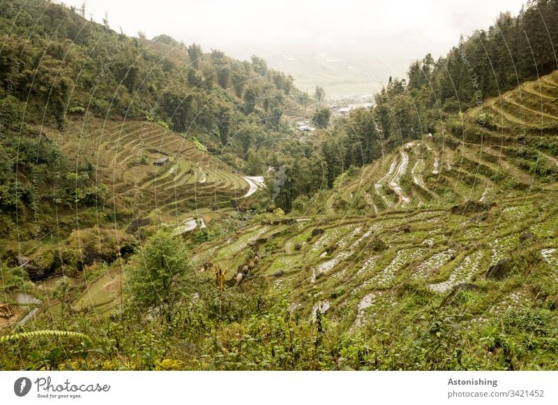 Rice fields near Sapa, Vietnam Agriculture Trip rice terrace Rice Terraces Exterior shot Vacation & Travel sa pa sapa Asia Nature Landscape Mountain Day