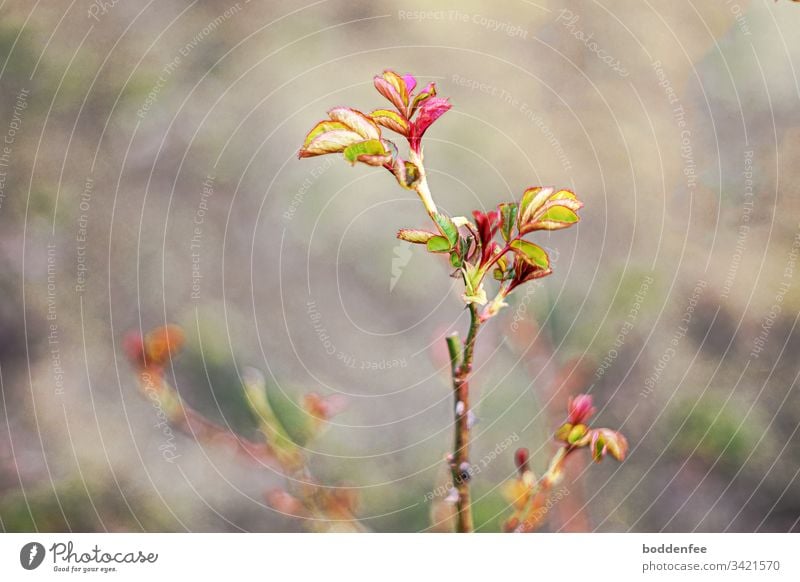 Rose shoot in spring Instinct Garden Nature Season Growth Plant sprout Leaf Exterior shot selective sharpness Green