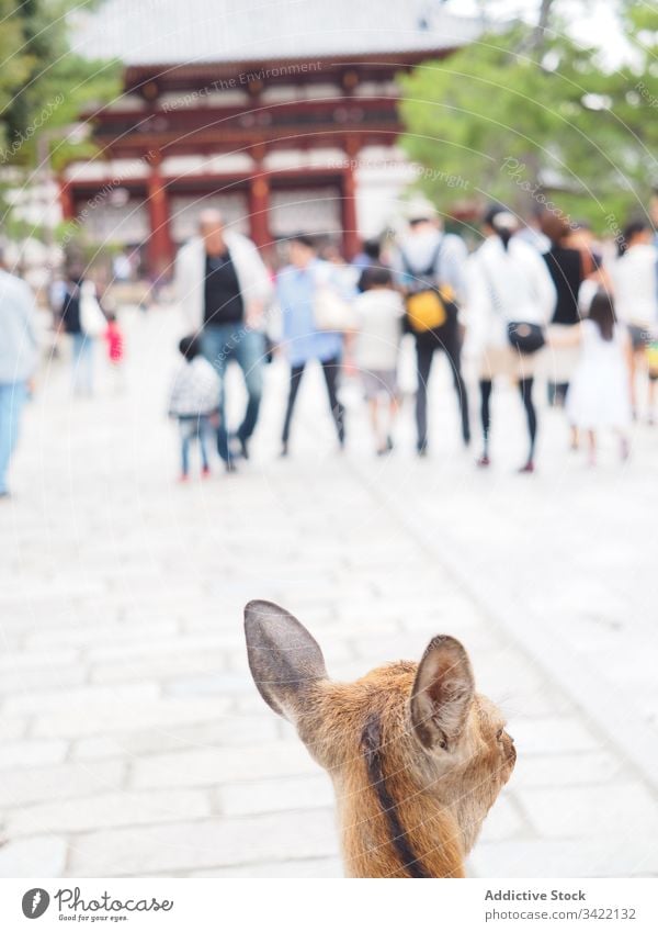 Doe on street of oriental city doe walk road crowd pavement japan asia animal mammal deer tourism travel culture pedestrian town stroll cute adorable creature