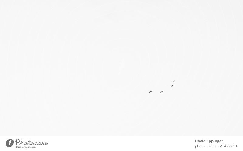 Distant birds flying in the sky at the Outer Banks in North Carolina Sky Minimalistic Monochrome Grayscale black and white seagulls