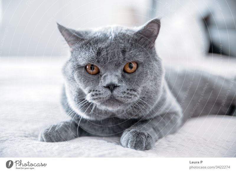 Close up of isolated grey British short hair cat paw pedigree haired beauty kittens english indoors england pussycat shorthaired posing blue silver front