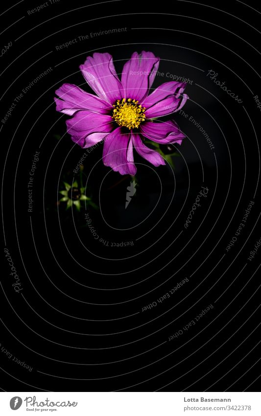 Cosmea Cosmea flower Flower Blossom Shadow Pink pink Nature flora Botany Plant Summer Blossom leave Close-up Colour Detail Fresh Beautiful Delicate