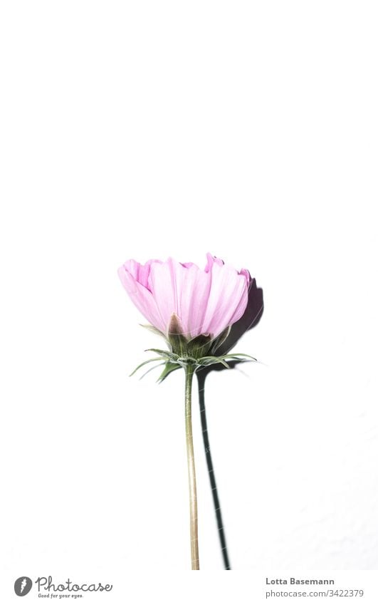 Cosmea Cosmea flower Flower Blossom Flower style Shadow White Pink pink Nature flora Botany Plant Summer Blossom leave Close-up Colour Detail Fresh Beautiful