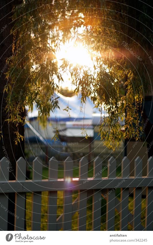 circus idyll Trip Summer Sun Fence Fence post Fairs & Carnivals Circus Sunrise Sunset Sunlight Spring Plant Tree Tendril Meadow Wood Illuminate Beautiful Brown