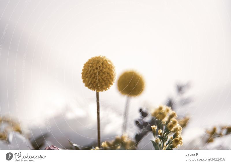 Close up of a round yellow decorative plant in a flower bouquet floral background beautiful flower background natural fresh nature beauty soft pastel