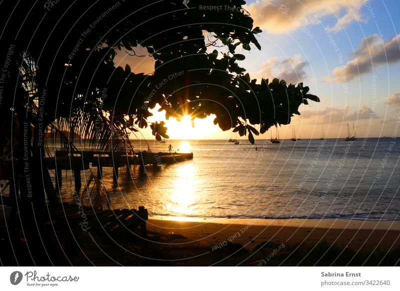 Sunset at the beach of St. Lucia st lucia silhoutte Saint Lucia Ocean Beach Tree evening mood holiday feeling Caribbean Surf beachlife golden Gold Sky panorama