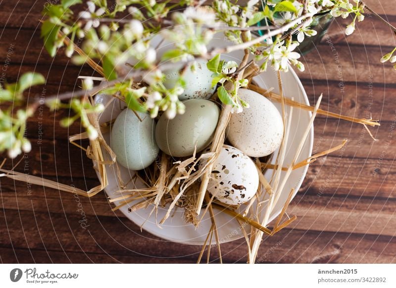 soon is Easter Egg eggs Nutrition Food Multicoloured Interior shot Easter egg Deserted Tradition Spring White Brown Straw shell blossoms Flower Green Wood