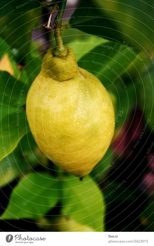 Lemon on the tree citrus fruit Tree Lemon tree leaves Hang Nutrition vitamins Fresh Food Fruit Healthy Delicious Organic produce naturally Vitamin-rich