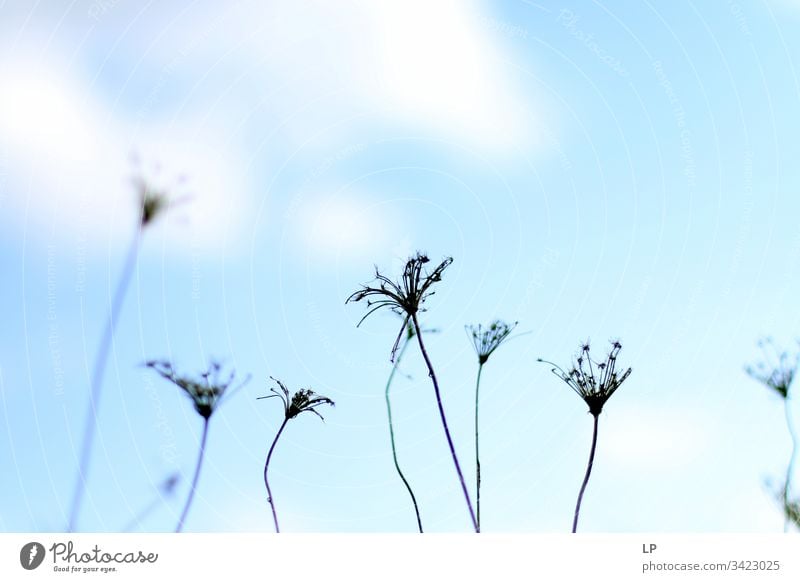 plants and a blue sky Nature Summer Wild plant Exterior shot Natural Blue Background picture feeling of comfort Zen Well-being welness Meditation Relaxation