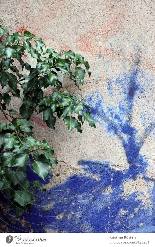 plant on wall with spray paint Wall (building) Wall (barrier) Plant leaves Green Colour Blue structure texture background Material Surface detail Copy Space