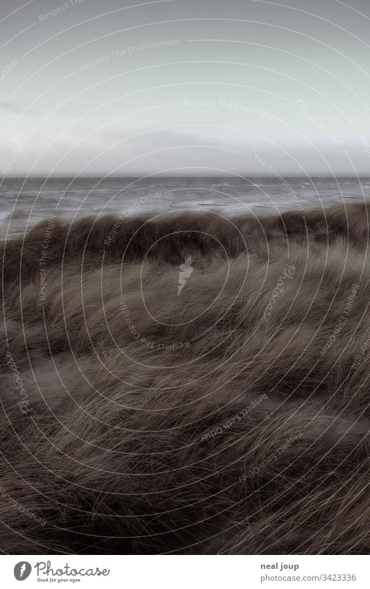 Dune grass and sea horizon during storm North Sea Coast Gale somber Autumn Hiking Exterior shot Landscape Ocean Wild melancholy windy Gray Climate