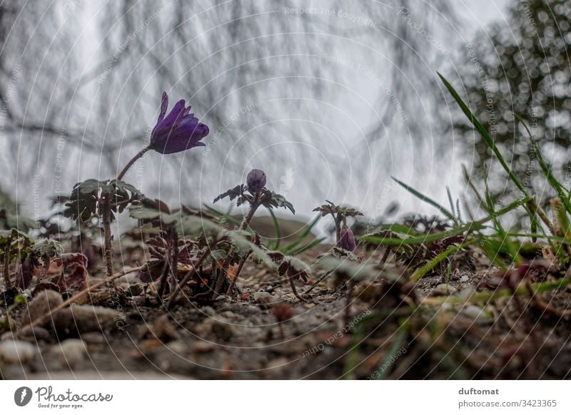 Purple flower (kitchen bell) sprouts from the ground, on a cloudy spring day flowers Ground anemone somber Spring Blossom Flower Plant Close-up Nature Garden