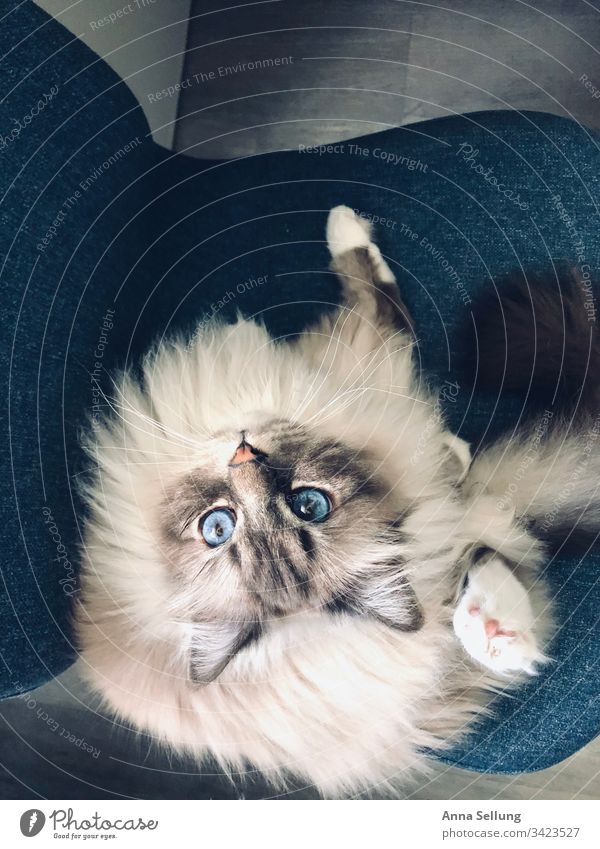 Cat with blue eyes on blue chair looks directly into the camera sitting Blur To enjoy Portrait photograph Detail Sweet Shadow Contrast Soft Sympathy Curiosity