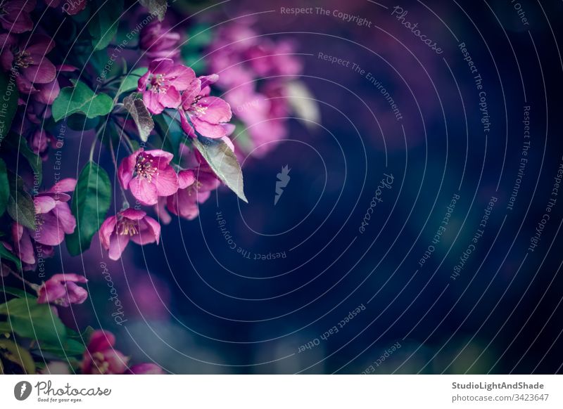 Purple blossom in the dark spring garden nature orchid branch branches vignette apple apple tree flowers flowering petals blooming beautiful beauty blossoming