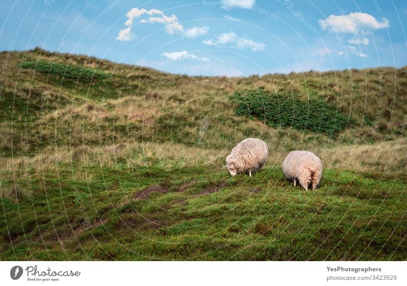 Sheep grazing on dunes with moss on Sylt island Germany Schleswig-Holstein animals blue sky coast europe european farm free animals frisian countryside grass