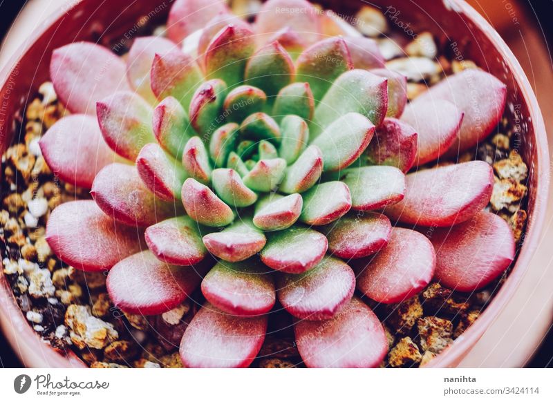 Image of a beautiful graptoveria bashful succulent succulent plant plantas succulents fat plants exotic echeveria decor decoration gardening part of leaves leaf