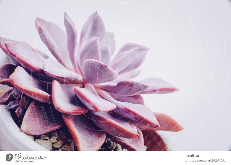 Beautiful close up of a graptoveria debbie succulent succulent plant plantas succulents fat plants exotic beautiful echeveria decor decoration gardening part of