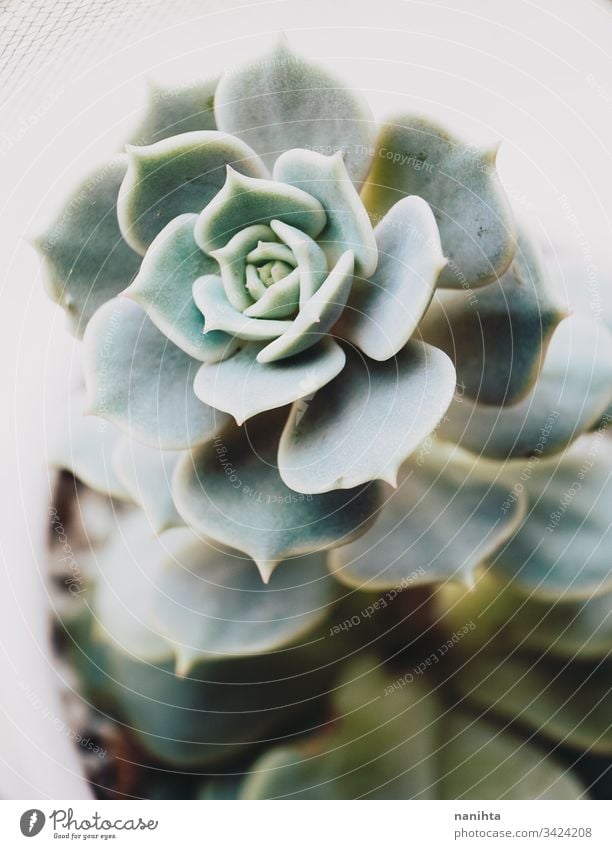 Elegant macro shot of an echeveria lola succulent succulent plant plantas succulents fat plants exotic beautiful decor decoration gardening part of leaves leaf