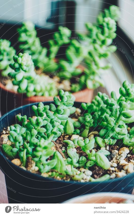 Amazing shot of little sprouts of sedum burrito Growth Leaf Detail Colour photo Nature Exotic Close-up Plant Succulent plants crassulae amazing uncommon rare