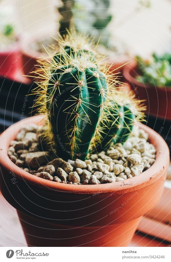 Beautiful close up of a little cactus cacti succulent succulent plant exotic prickle prickles succulents green fresh growth beauty beautiful decor decoration