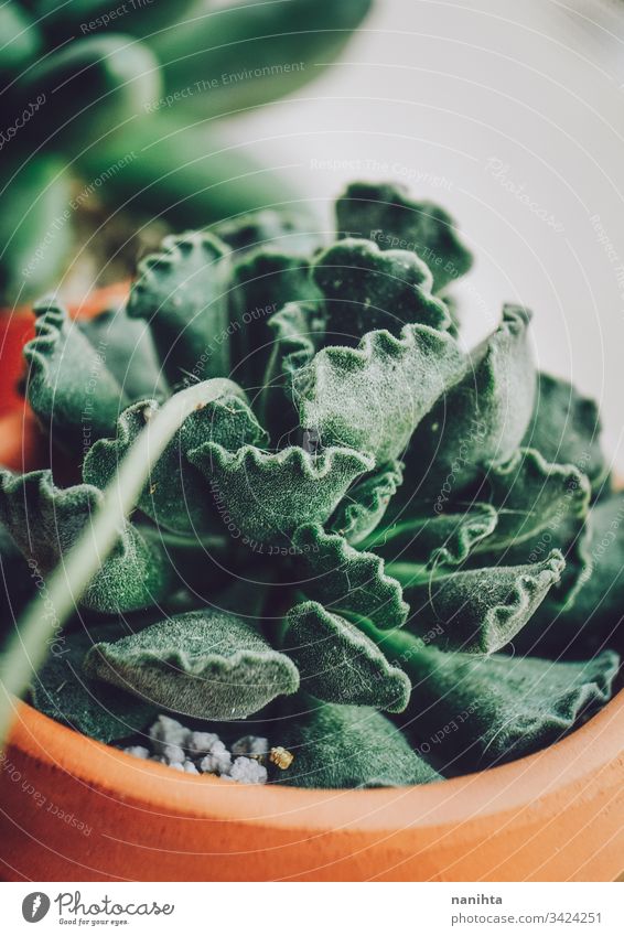 Amazing close up of an adromichus cristatus succulent succulent plant plantas succulents fat plants adromischus adromischus cristatus exotic beautiful decor