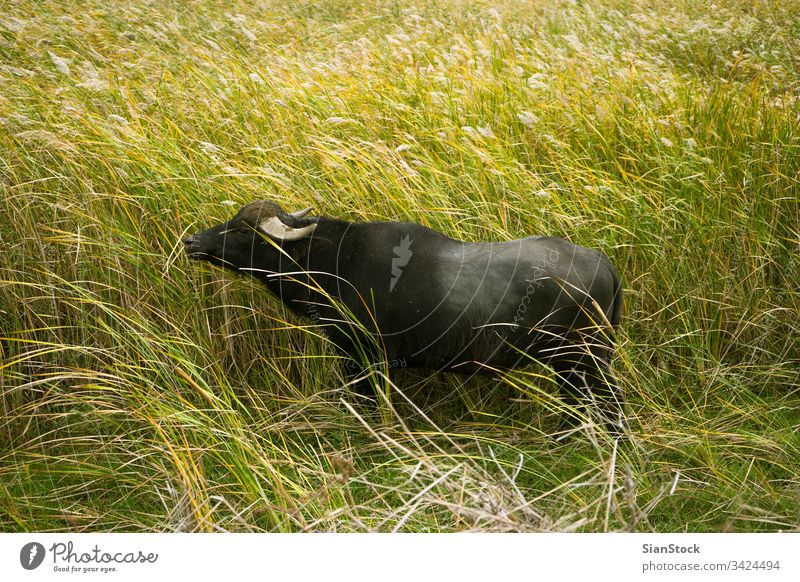 Lonely buffalo on grass, which are on delta of river Evros, Greece nature water wild wildlife animal big habitat park national blue green bull background sky