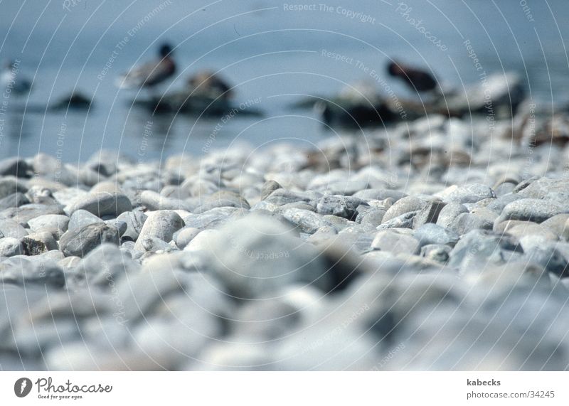 stony beach Beach Lake Pebble Water Stone Duck