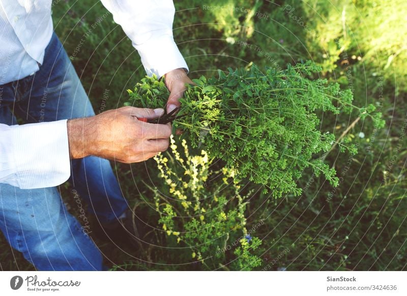 Man is holding a bouquet or oregano fresh man male hands wild organic food garden nature green healthy natural plant leaf herb mountain harvest field summer