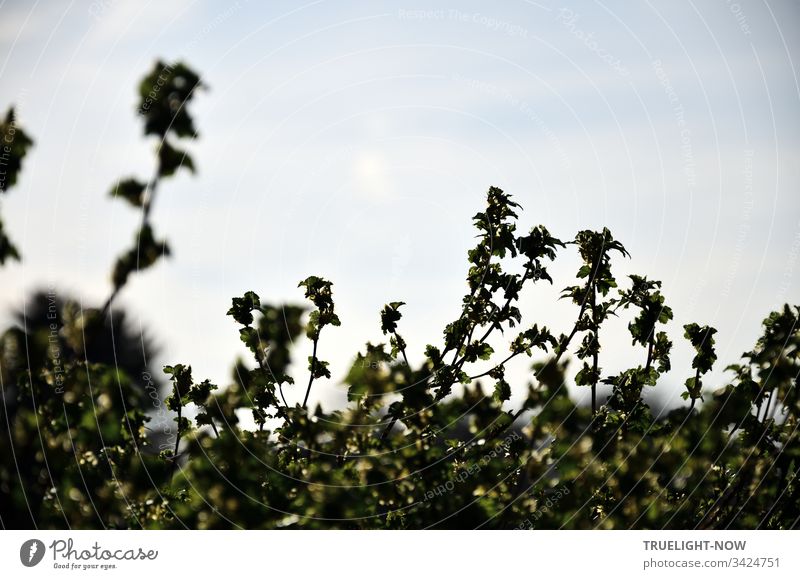 The young branches of a hedge tell of the shoot up into the light Hedge bushes Garden green Nature Foliage plant Environment spring plant shoots Light Day Fresh