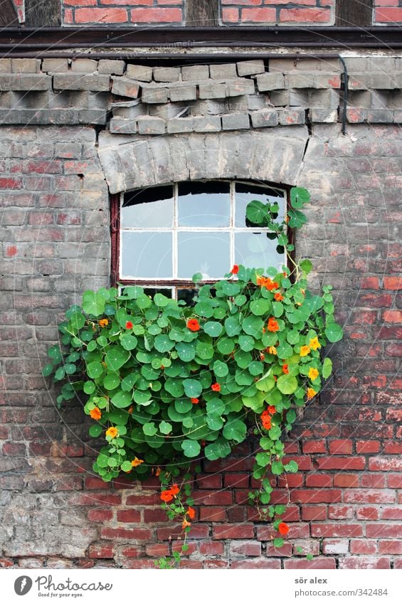 facade greening Plant Spring Flower Leaf Blossom Foliage plant Village Small Town Old town House (Residential Structure) Brick wall Half-timbered facade