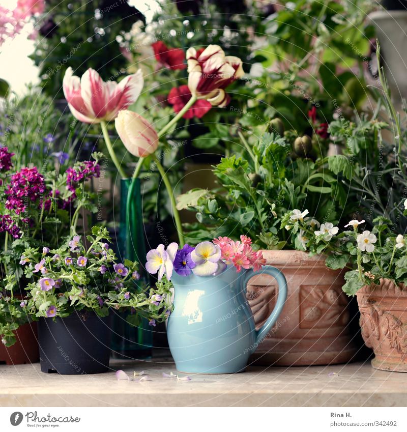 meeting Plant Spring Summer Flower Tulip Blossom Garden Blossoming Faded Multicoloured Joie de vivre (Vitality) Spring fever Anticipation Idyll Flowerpot