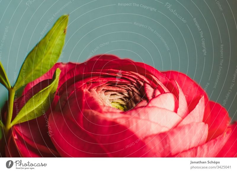 closeup of red Rosa Damascena, Damask rose, Plantae, Rosa on neutral background Bloom Flower scape beautiful beauty blooming blossom bouquet bright