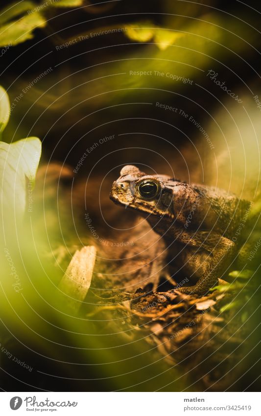 Frogs at the bottom of the rainforest Deserted green Brown leaves animal portrait Half-profile Eye contact