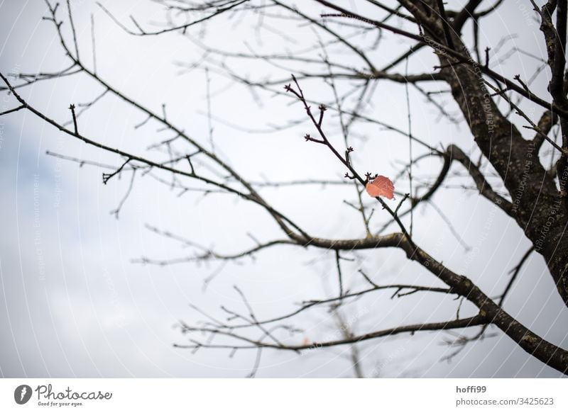 the last leaf on the tree - the last one turns off the light. Fog Plant Branch Silent Tree Leaf Twig Esthetic Bright Bad weather Water Cold Natural Thin Gloomy