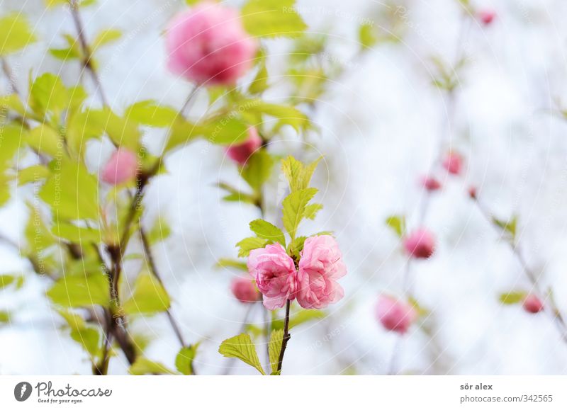 Pink flowers Environment Nature Plant Spring Flower Leaf Blossom Bush rose Beautiful Green Romance Exotic Love Positive Love of nature Spring fever Blossoming