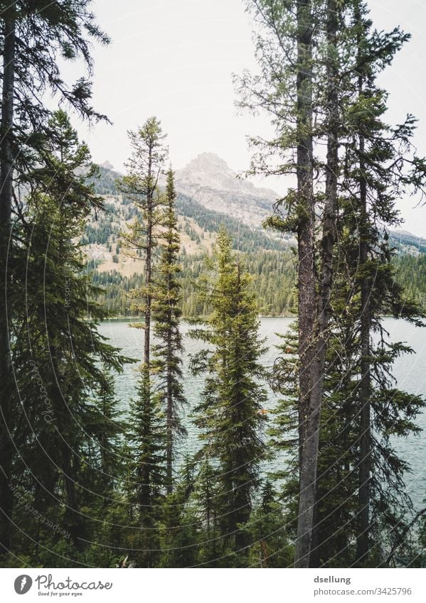 Conifers in front of a lake, in the background a mountain top Wellness Rock Time to yourself Expedition Break Camping Earth Climate change Harmonious Contrast