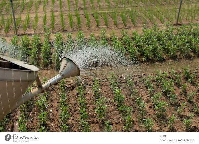 A watering can with which a bed of herbs is watered in the garden Cast Watering can Gardening do gardening plants hands labour Employment Spring Plant Green