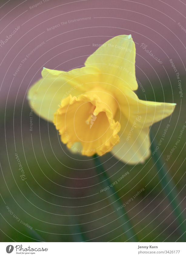 Spring Yellow yellow flower Green Flower Plant Blossom Blossoming Colour photo Exterior shot Close-up Nature Spring fever Beautiful Natural