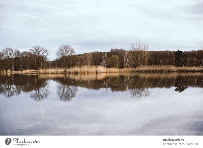 Lake reflection with trees without barrel Reflection in the water Water Pond Spring spring Common Reed reed