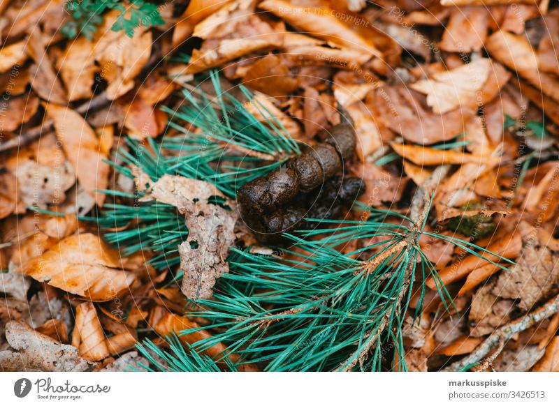 Dog excrement Dog poo left lying around dog excrement heap of dogs Feces dog owners faecal Faeces Disposal Intestine Digestive system Digestion Responsibility