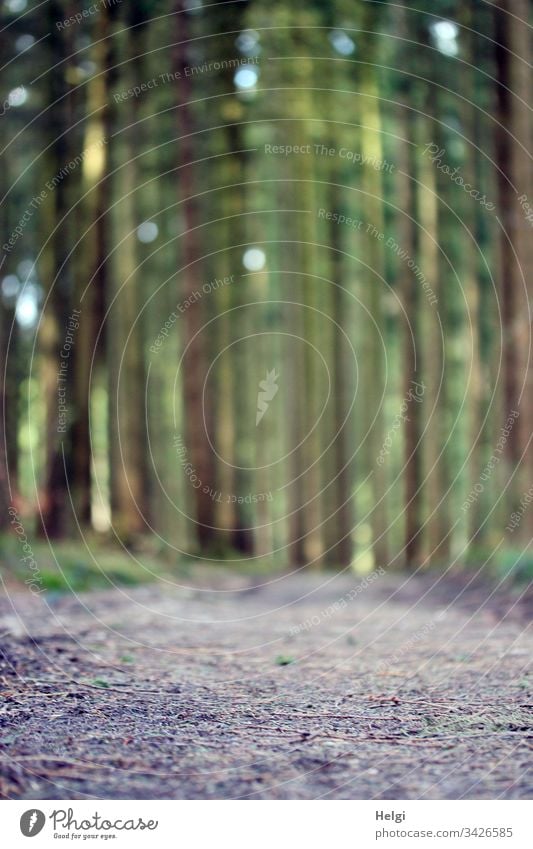 deserted forest path in good weather in spring | Corona-thoughts Forest Jawbone pine forest Teutoburg Forest Tree Nature Exterior shot Deserted Colour photo