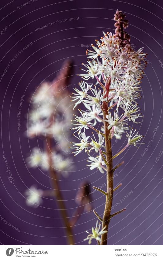 Foam blossom against a violet background Foam flower White Violet purple blossoms Flower Plant Blossoming Spring Shallow depth of field Neutral Background