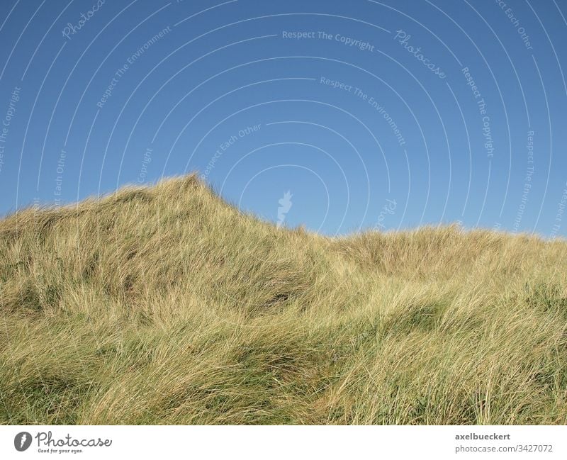 Dunes in front of a blue sky Grass Overgrown background Copy Space Sylt Germany dunes Marram grass Nature Landscape North Sea Sky Coast Day Relaxation