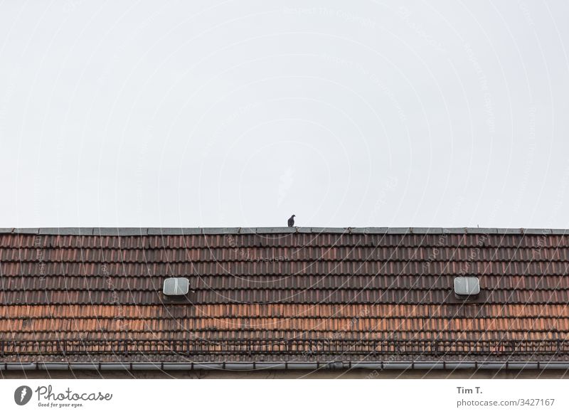 a dove on the roof Berlin Schönhauser Allee Pigeon Prenzlauer Berg Roof Old building Roof hatch Town Exterior shot Deserted Old town Capital city Downtown