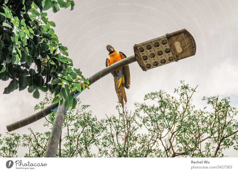 Parrot standing on a street light in the park parrot outdoor bird nature